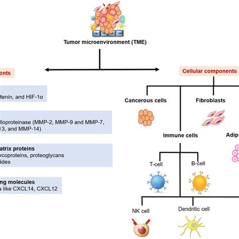 Components Of Tumor Microenvironment Illustration Represents The