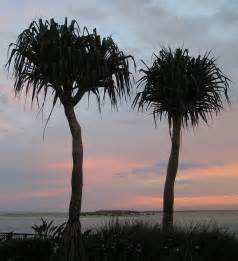 Twin Pandanus Trees At Sunset Free Photo Download Freeimages