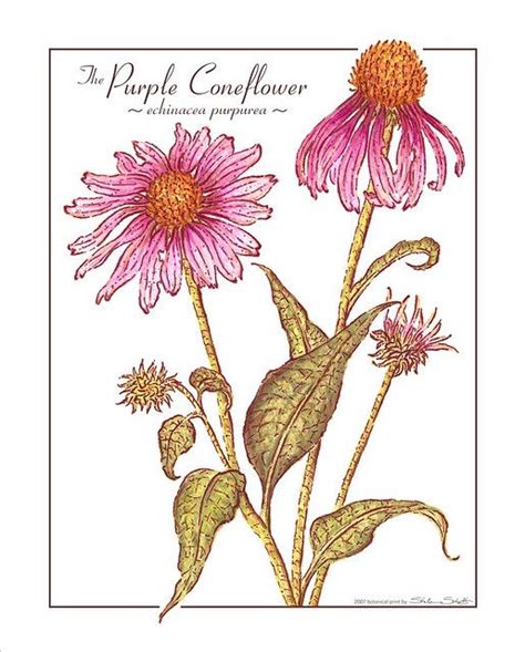 The Purple Coneflower Echinacea Botanical Art Art Prints