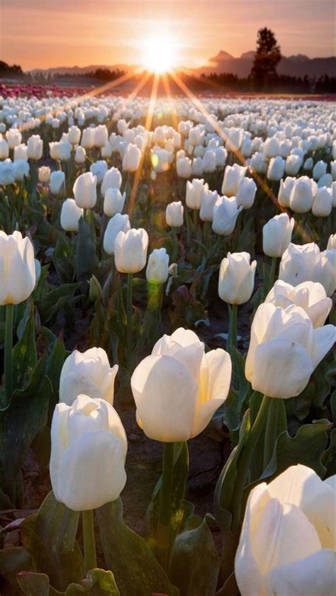 White Tulips Vintage Flowers Wallpaper Beautiful Flowers Pictures