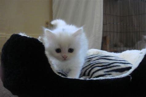 Our goal is to produce exotic british shorthair kittens for adoption that are not only unique and beautiful, but healthy and happy as well. Persian & Himalayan Kittens for Sale!!! for Sale in ...
