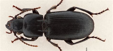Only 10 Eyrewell Ground Beetles Have Ever Been Found Photo Birgit