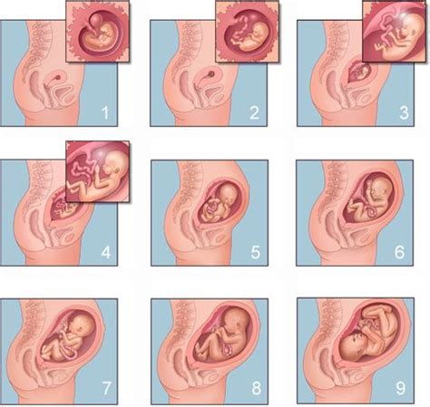Cómo se ve tu bebé dentro de tu vientre mes a mes Naranxadul
