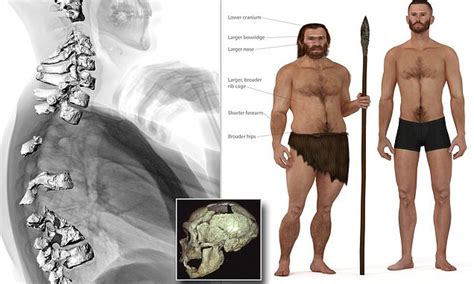 Neanderthals Did Not Have Hunched Backs New Study Shows Their Posture