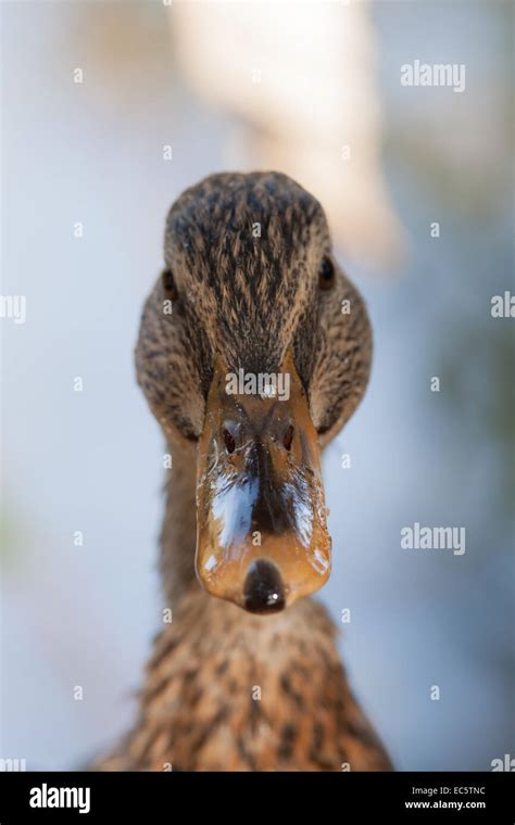 Mallard Duck Portrait Stock Photo Alamy