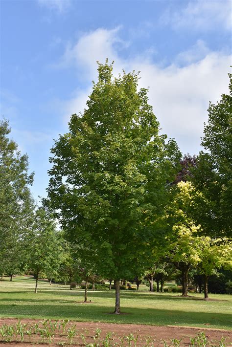 Autumn Fest Sugar Maple Acer Saccharum Jfs Kw8 In Search Our