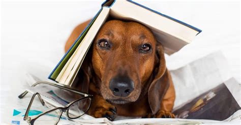 7 Must Read Books For Dog Lovers The Dogington Post