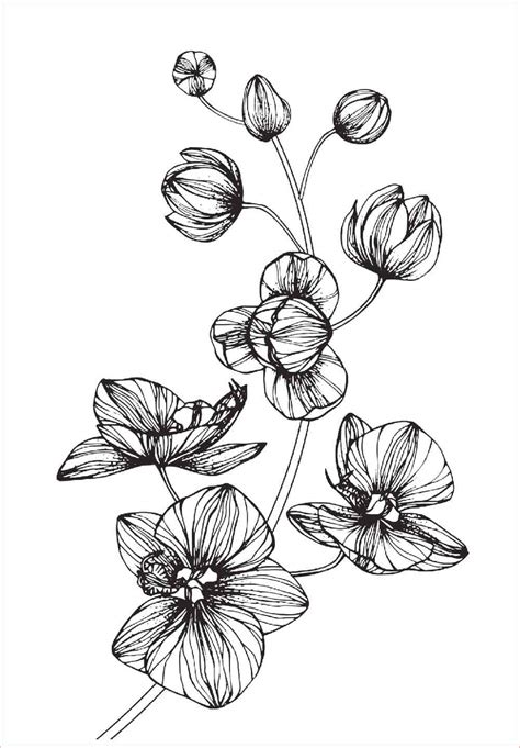 30 Gambar Sketsa Bunga Mudah Bunga Matahari Mawar