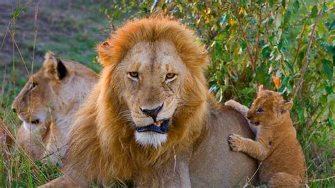 ｢ライオン親子｣ケニア マサイマラ国立保護区 ・ bing日替わり画像