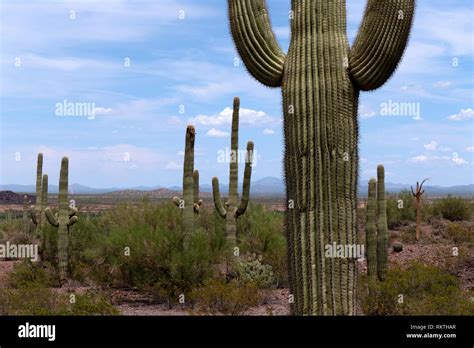 View Of Saguaro National Park In Arizona United States Of America