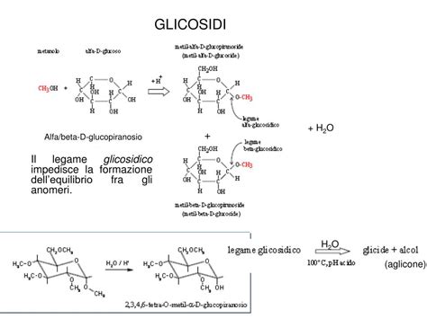 Differenza Tra Glicogenolisi E Glicogenosintesi - PPT - GLUCIDI (CARBOIDRATI) PowerPoint Presentation - ID:193769