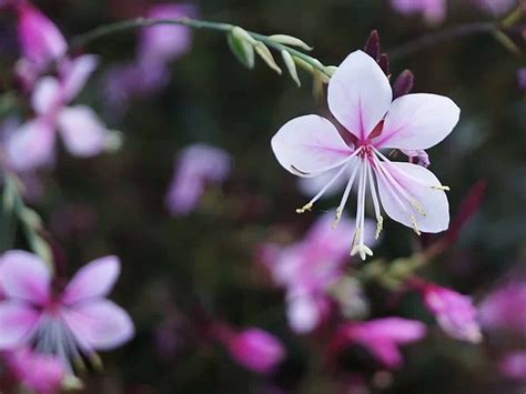 21 Perennial Flowers That Bloom All Summer Even From Spring To Fall