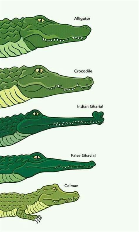 Alligators and crocodiles are from the same scientific order but from different families. Image result for crocodile vs alligator vs caiman vs ...