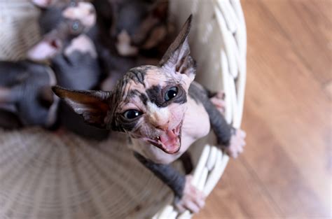 Sphynx Cats — 5 Things To Know About Living With Hairless