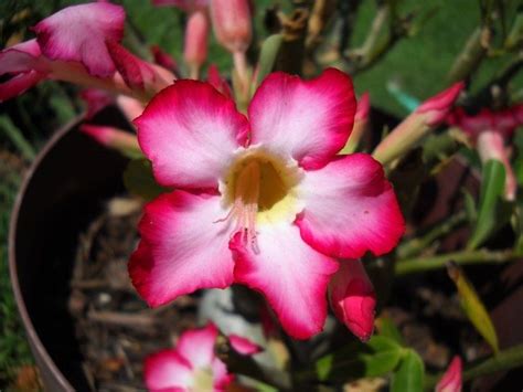 Fertilizing Desert Rose Desert Rose Bloom Adenium Blooming Rose