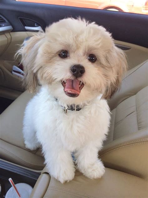 We breed the following, yorkshire terrier, papillon, shih tzu and maltese puppies. 17 Best images about Malshi Dogs on Pinterest | Teddy bear dogs, Chloe and Maltese shih tzu