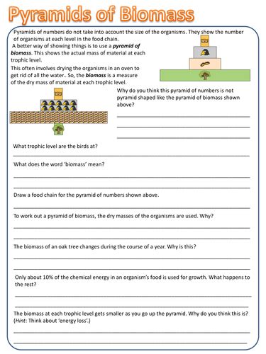 Pyramids Of Numbers And Biomass Worksheets Ks3