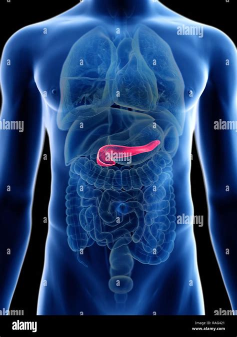 Illustration Of A Mans Pancreas Stock Photo Alamy