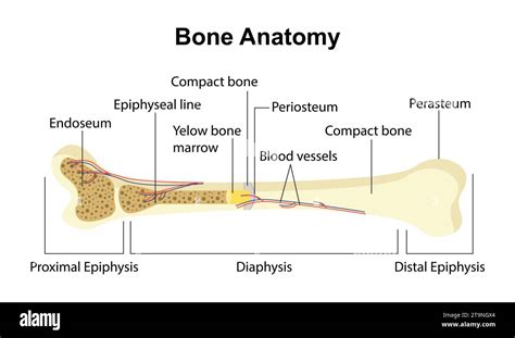 Bone Anatomy Vector Concept Stock Vector Image And Art Alamy