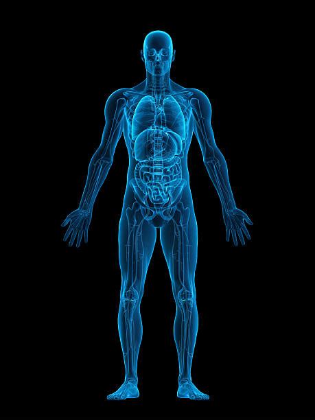 Anatomy Human Body Graphic