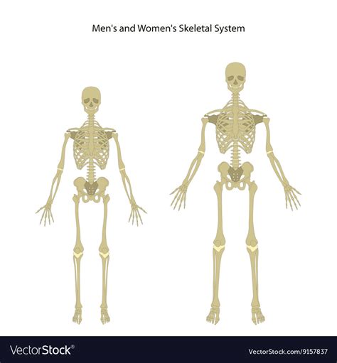 Male And Female Skeleton Front View Royalty Free Vector