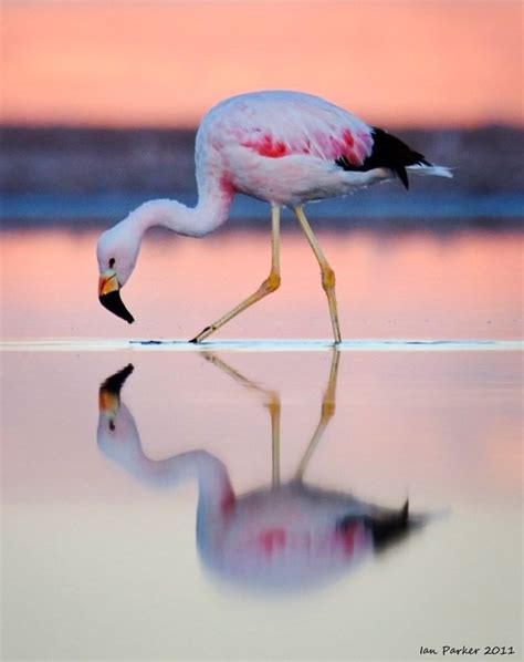 Andean Flamingo Bing Images Flamingo Photo Fancy Flamingo Flamingo