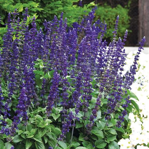 Salvia Big Blue Herbaceous Perennials Busy Bee Garden Centre