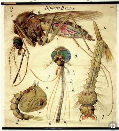 Pin By Laura Cutler On Living Scientific Drawing Insect Art