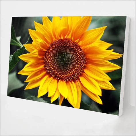 Paint By Number Kit For Adults Sunflower Diy Acrylic Etsy