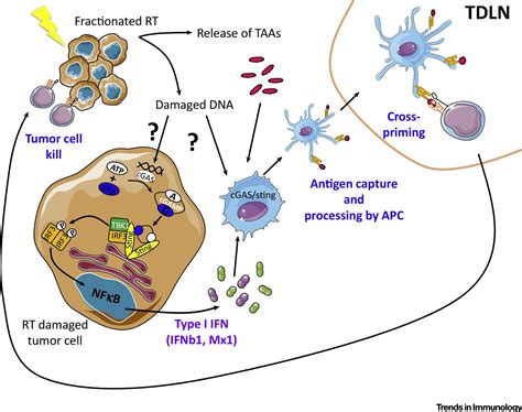 Immunological Mechanisms Responsible For Radiation Induced Abscopal