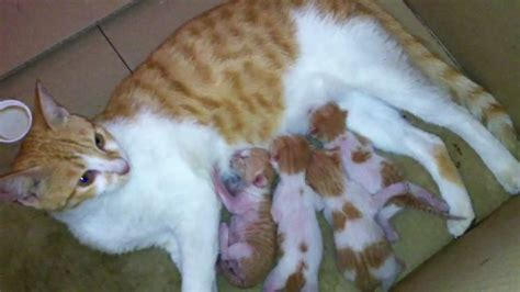 Mother Cat Breast Feeding Her Kittens Flashlight Version Youtube