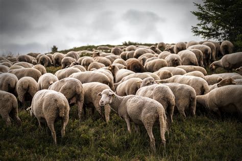 Sky Shepherding Using Drones To Herd Sheep Ethically Scimex