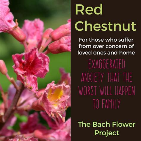 Bach Flower Remedy Red Chestnut Bach Flower Remedies Bach Flowers Bach Remedy