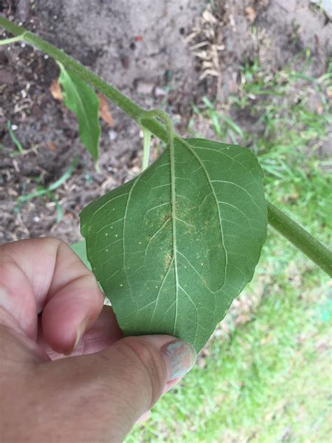 My sunflower plants are about a month old and now the a leaf on two of the plants turned dark brown and puffy. Sunflower | Sunflower leaf yellow/brown spots/puckered ...
