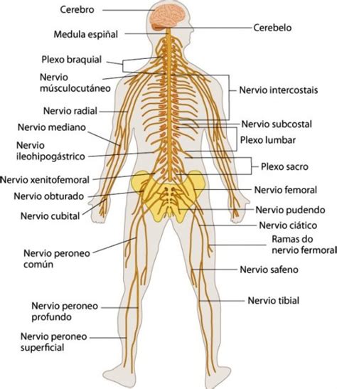 Imágenes Del Sistema Nervioso Estructura Partes Y Nombres