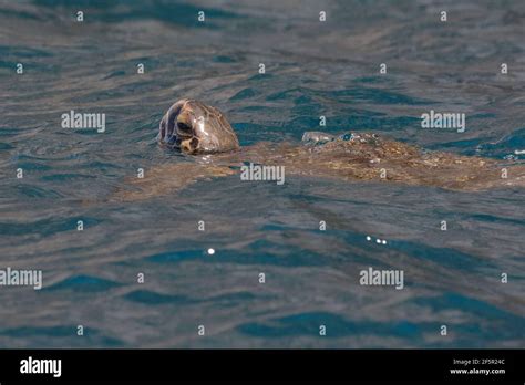Green Sea Turtle Chelonia Mydas Breathing On The Water Surface