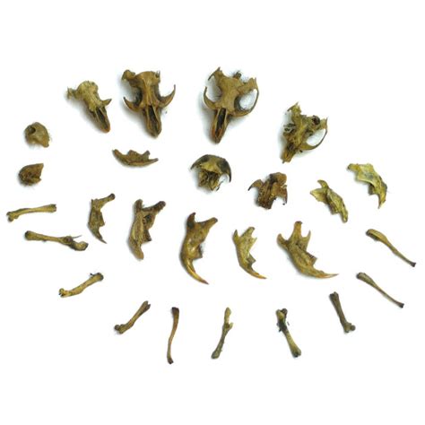Owl Pellets Use An Odor Free Owl Pellet For Your Next Classroom