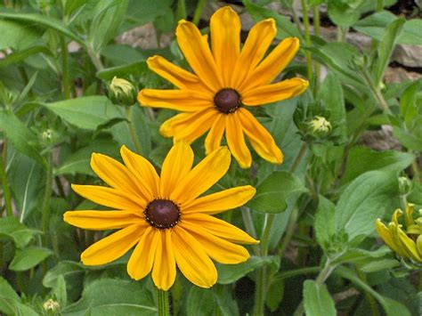 Best Native Plants Of Southeastern Pennsylvania For Your Home Garden
