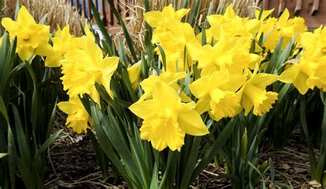 When And How To Plant Daffodils Seasonal Cornucopia