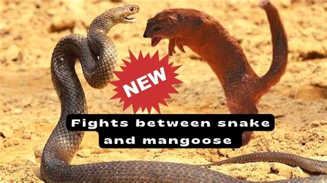 Cobra Vs Mongoose Cobra And Mangoose Real Fight To Death Youtube