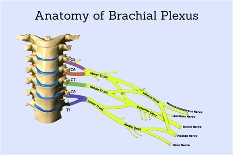 Brachial Plexus Injury And Its Complications A Must Read Lezdo