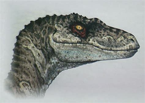 Jurassic Park 3 Female Velociraptor Drawing Jurassic Park Concepts
