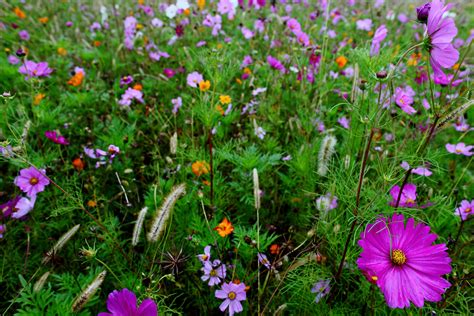 Autumn Flower Field Large Purple Flower Flowers Free Nature Pictures