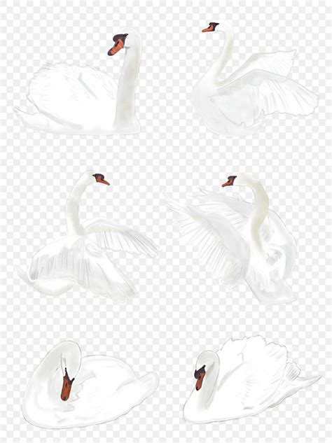 Gambar Pola Angsa Yang Lucu Pola Burung Alam Png Transparan Clipart