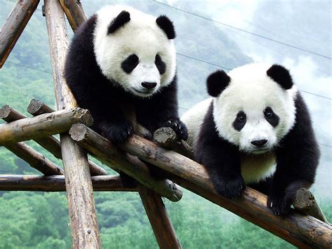 38 Bing Panda Bear Wallpaper