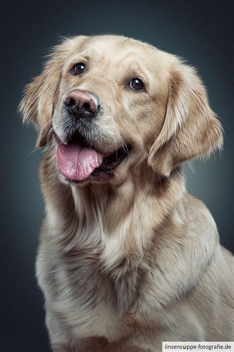 44 Best Daniel Sadlowski Dog Portraits Images On Pinterest