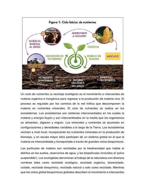 Ciclo De Nutrientes Pdf Geoquímica Naturaleza