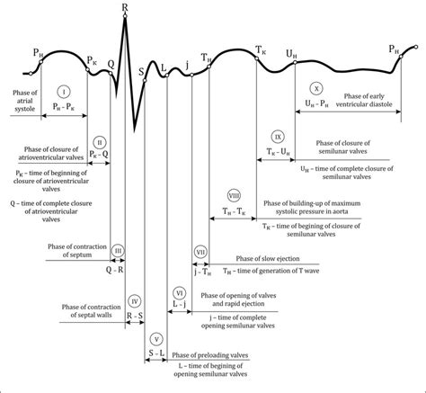 The cardiac cycle is the series of contractions in the heart that pressurize different chambers, causing blood to flood in one direction. Biomedical Sensing Systems | My Research Diary