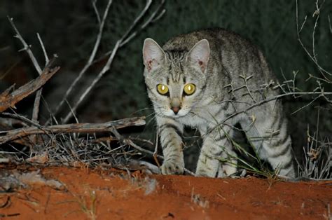 Feral, stray, and pet cats are all members of the same species; Australian Desert Animals in the Simpson Desert - The ...