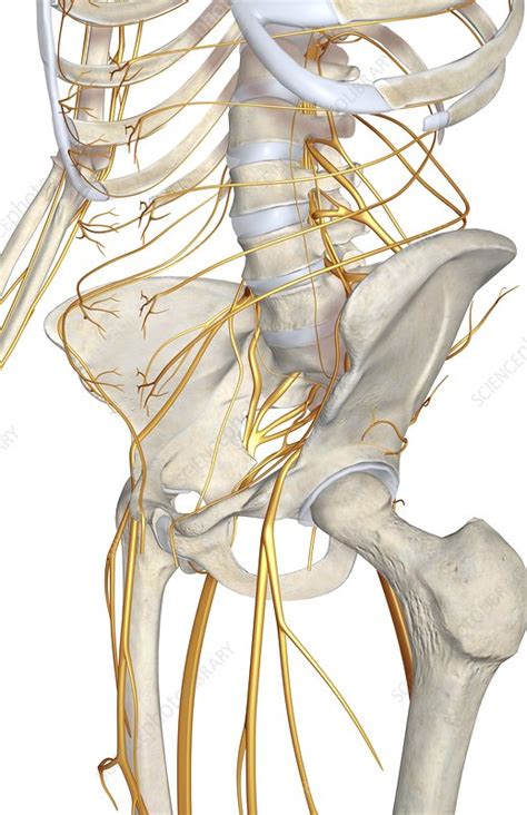 The Nerves Of The Lower Body Stock Image C0081260 Science Photo